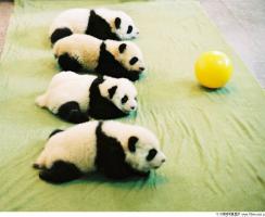 giant pandas playing ball